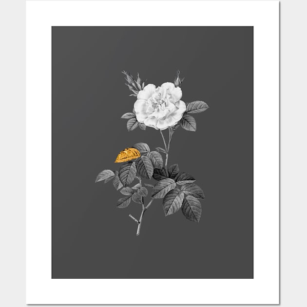 Black and Gold Leaf - Blooming White Rose - Vintage Botanical Wall Art by Holy Rock Design